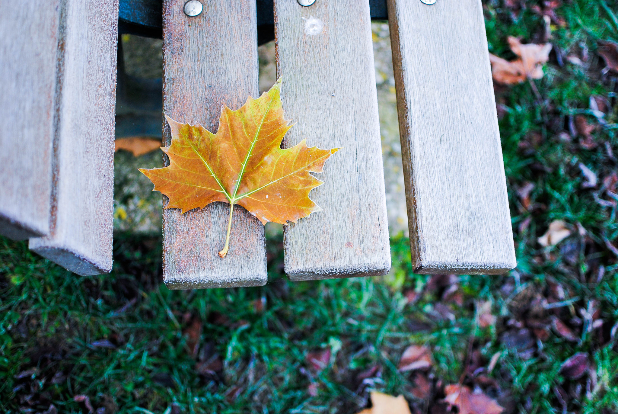 Nikon D3000 + Nikon AF-S DX Nikkor 35mm F1.8G sample photo. Memory from last fall photography