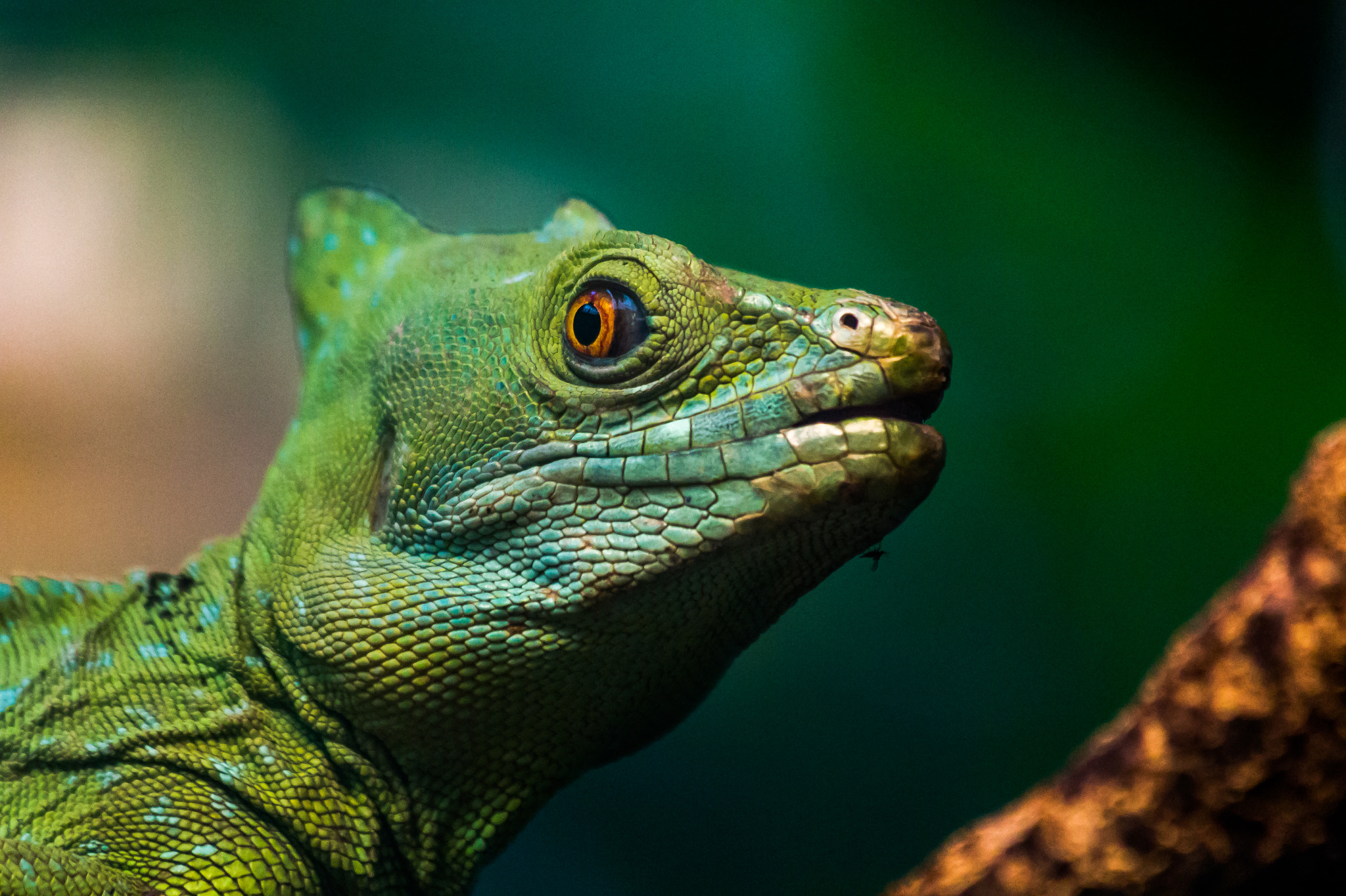 Canon EF 70-300mm F4-5.6 IS USM sample photo. Echse photography