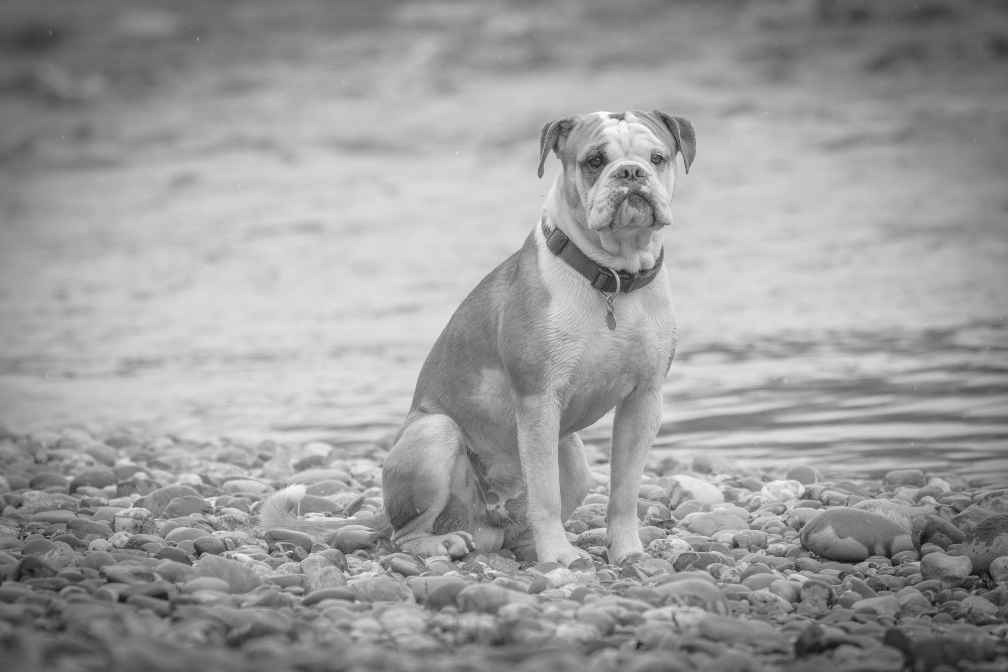 Sigma 150-600mm F5-6.3 DG OS HSM | C sample photo. Dog is waiting photography