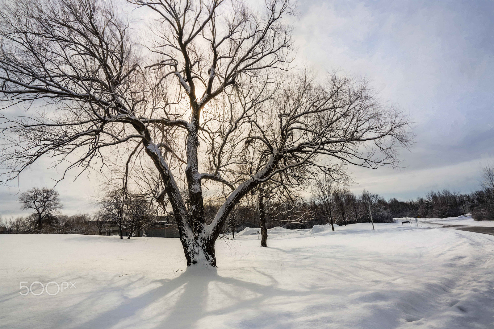 Sony a7R II + Sony Vario-Tessar T* FE 16-35mm F4 ZA OSS sample photo. Spring? photography