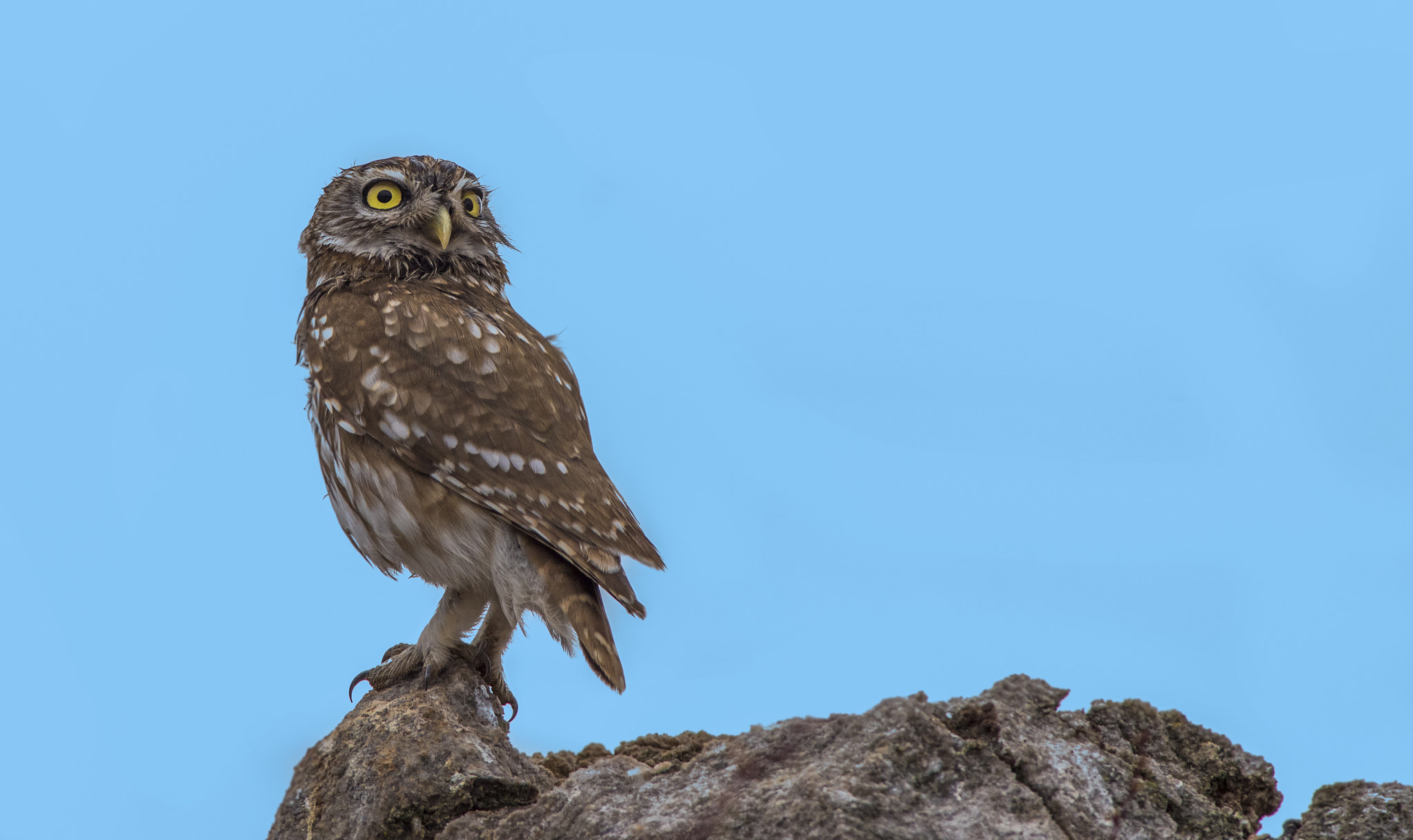 Nikon D810 sample photo. Little owl / athene noctua photography