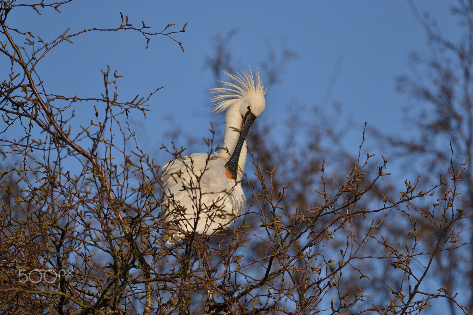 Nikon D3100 sample photo. Eurasian spoonbill, platalea leucorodia. photography