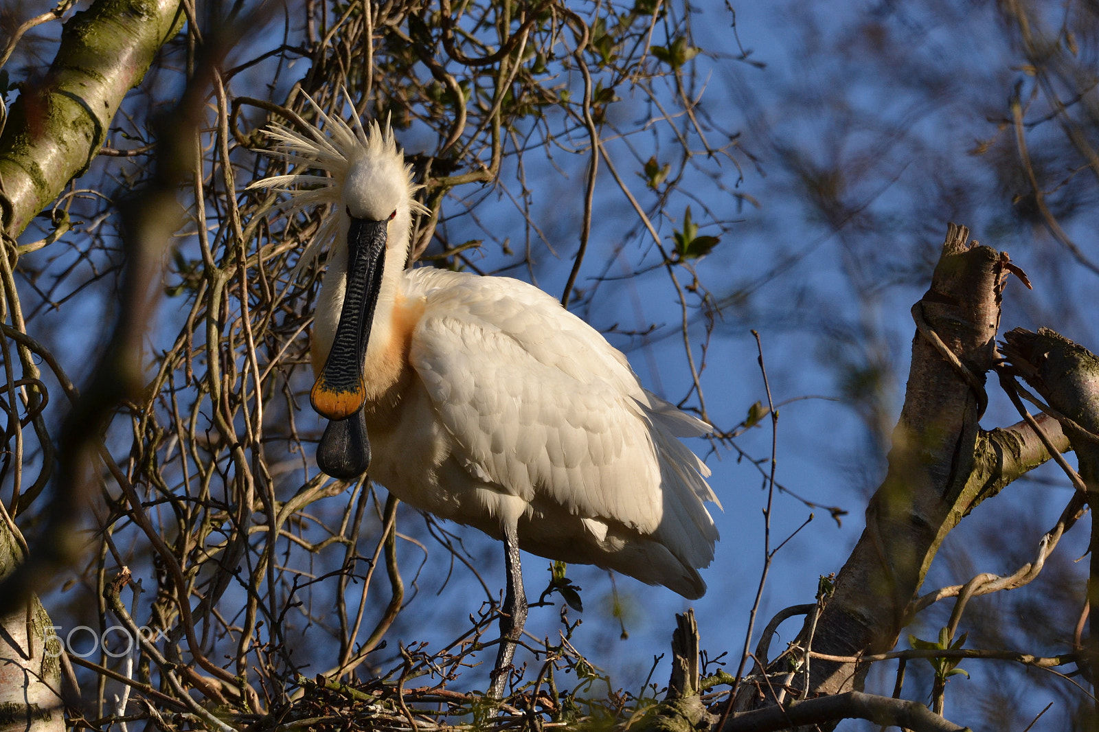 Nikon D3100 + Sigma 150-600mm F5-6.3 DG OS HSM | S sample photo. Eurasian spoonbill, platalea leucorodia. photography