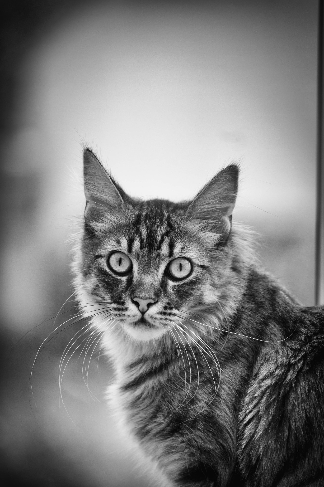 Canon EF-S 55-250mm F4-5.6 IS STM sample photo. Kater photography