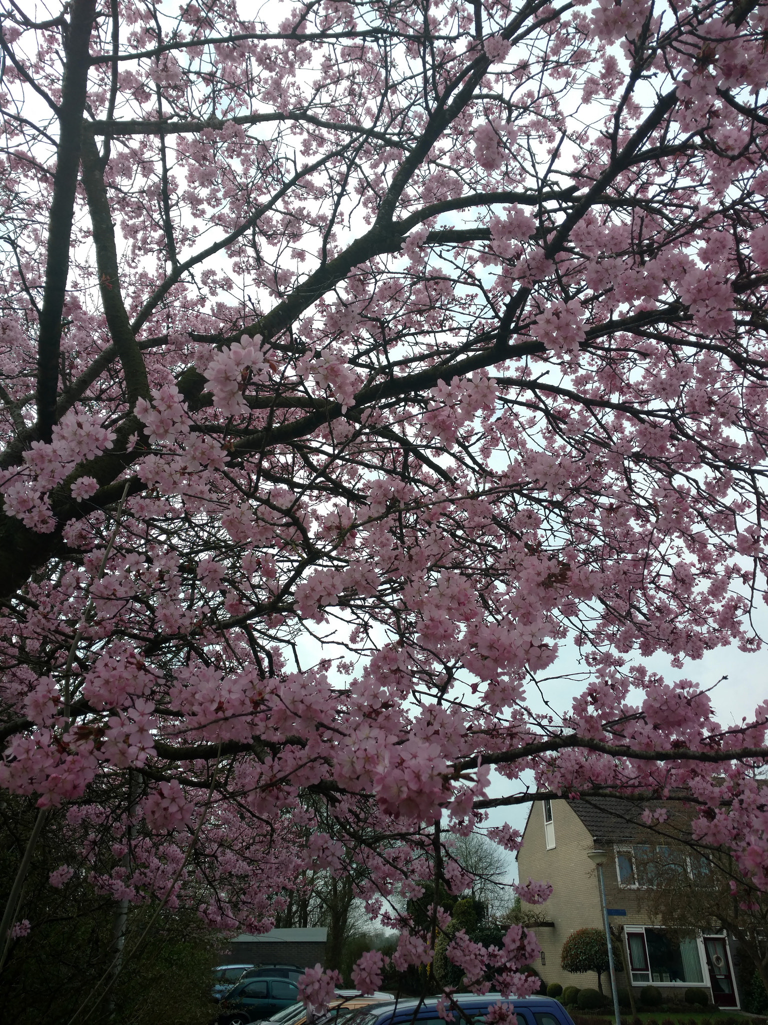 Motorola Moto X Style sample photo. April 1 photography