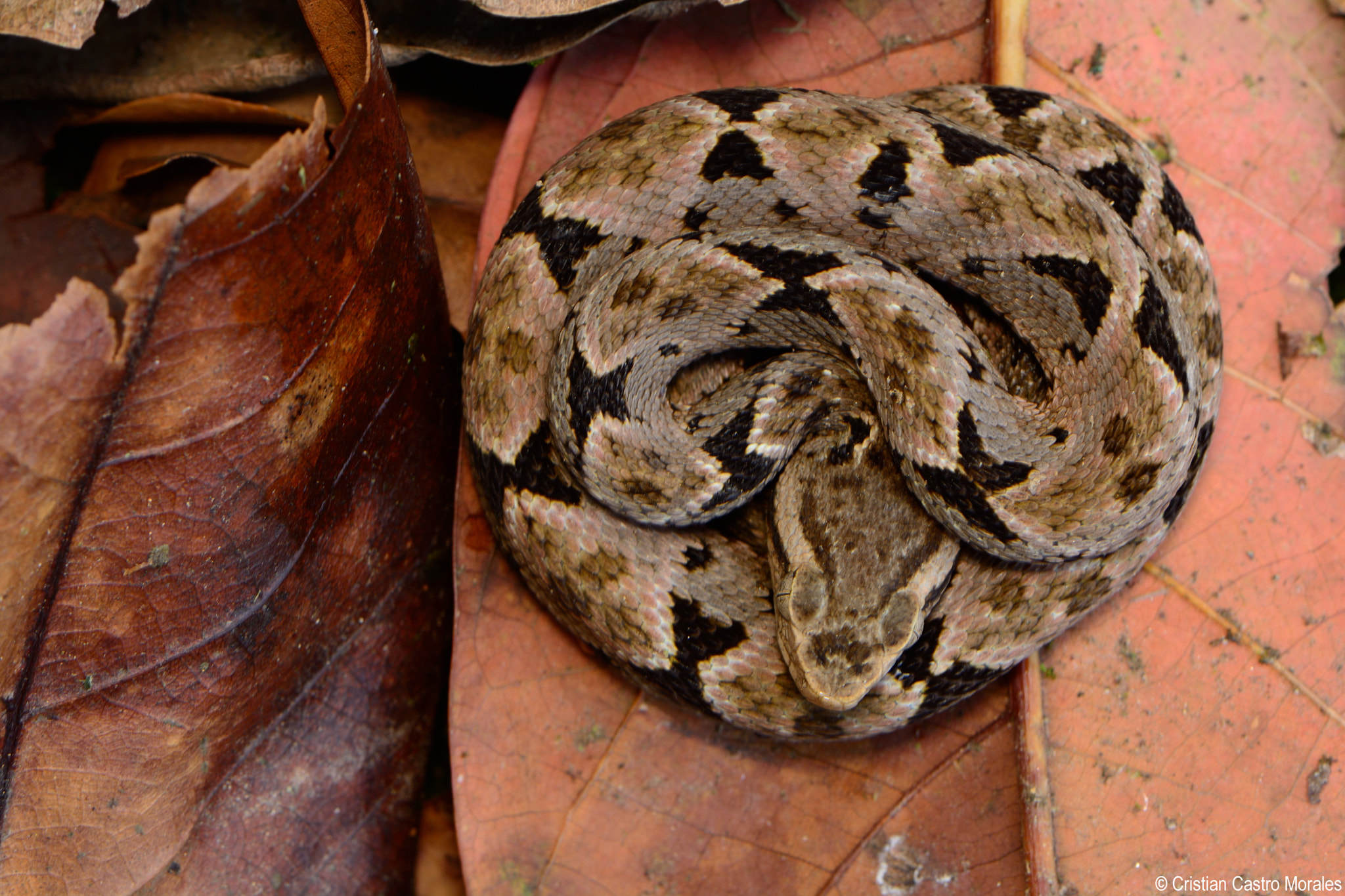 Nikon AF-S DX Micro-Nikkor 85mm F3.5G ED VR sample photo. Talla equis (bothrops asper) photography