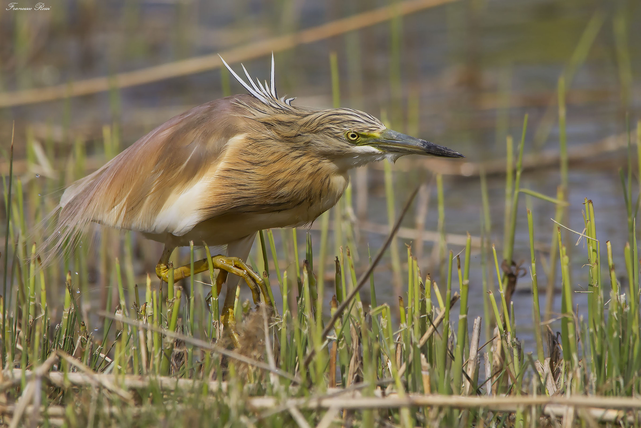 Sigma 150-500mm F5-6.3 DG OS HSM sample photo. Squacco heron, sgarza ciuffetto photography