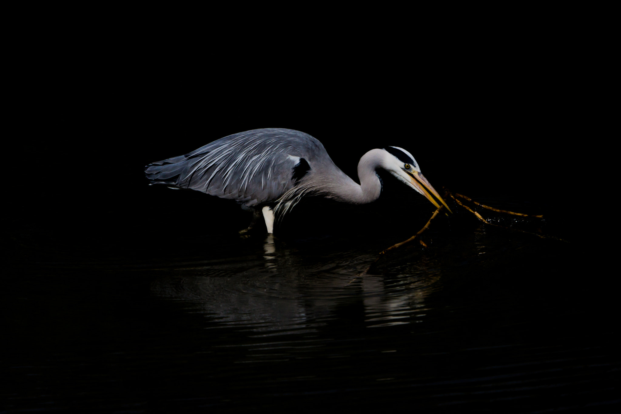 Sony SLT-A65 (SLT-A65V) + Sony 70-400mm F4-5.6 G SSM II sample photo. Graureiher photography