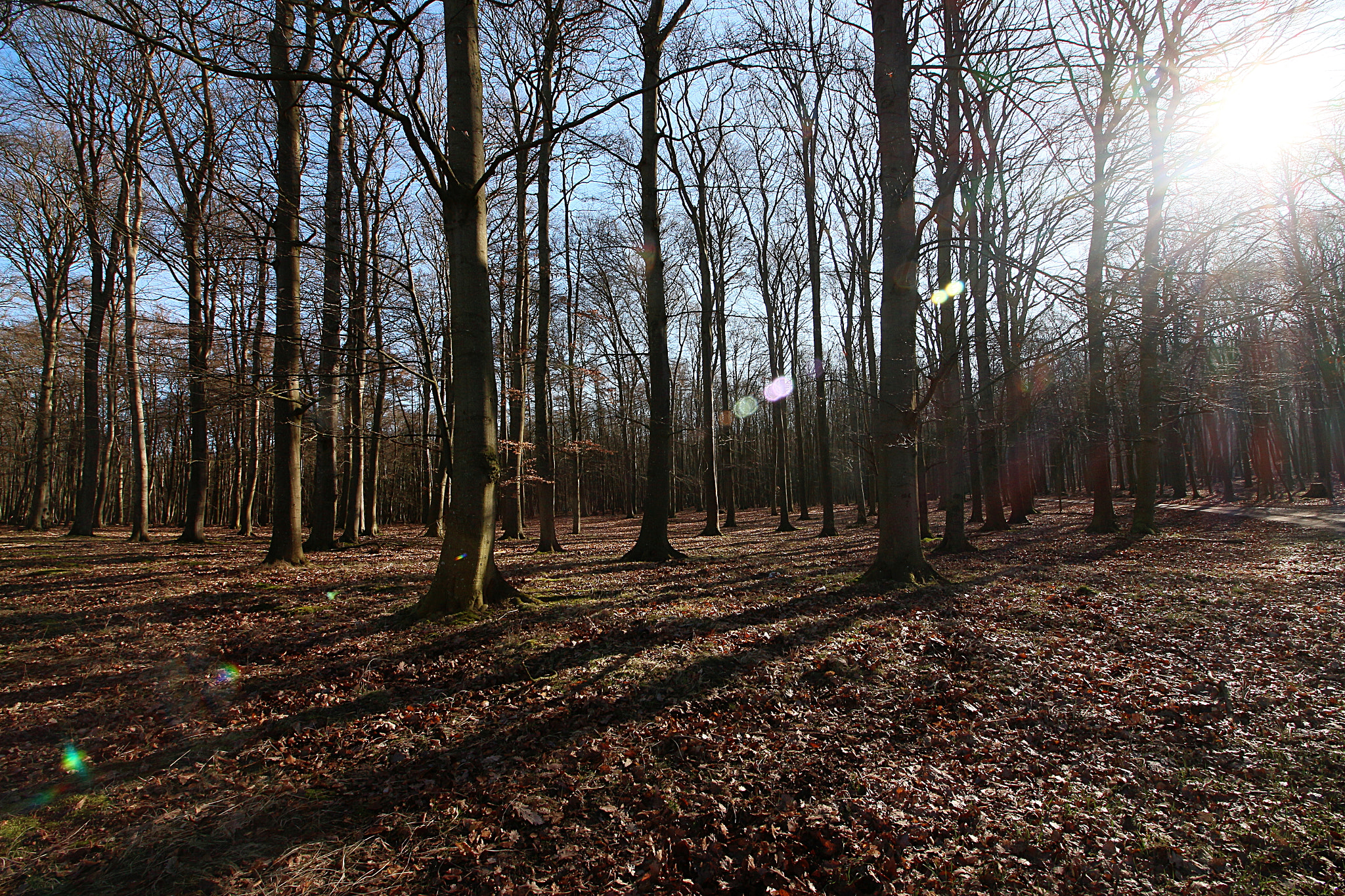 Canon EOS 650D (EOS Rebel T4i / EOS Kiss X6i) + Canon EF-S 10-18mm F4.5–5.6 IS STM sample photo. Spring woods photography