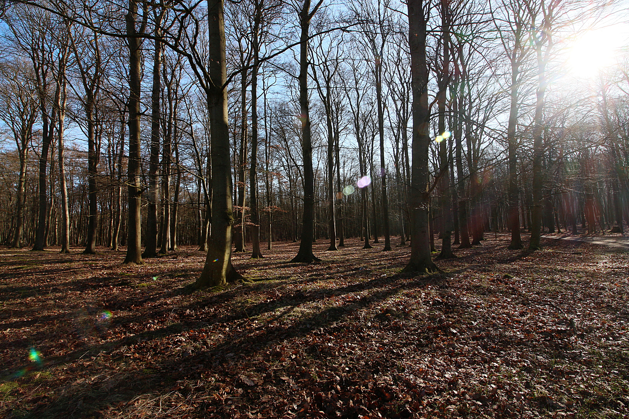 Canon EOS 650D (EOS Rebel T4i / EOS Kiss X6i) sample photo. Spring woods photography
