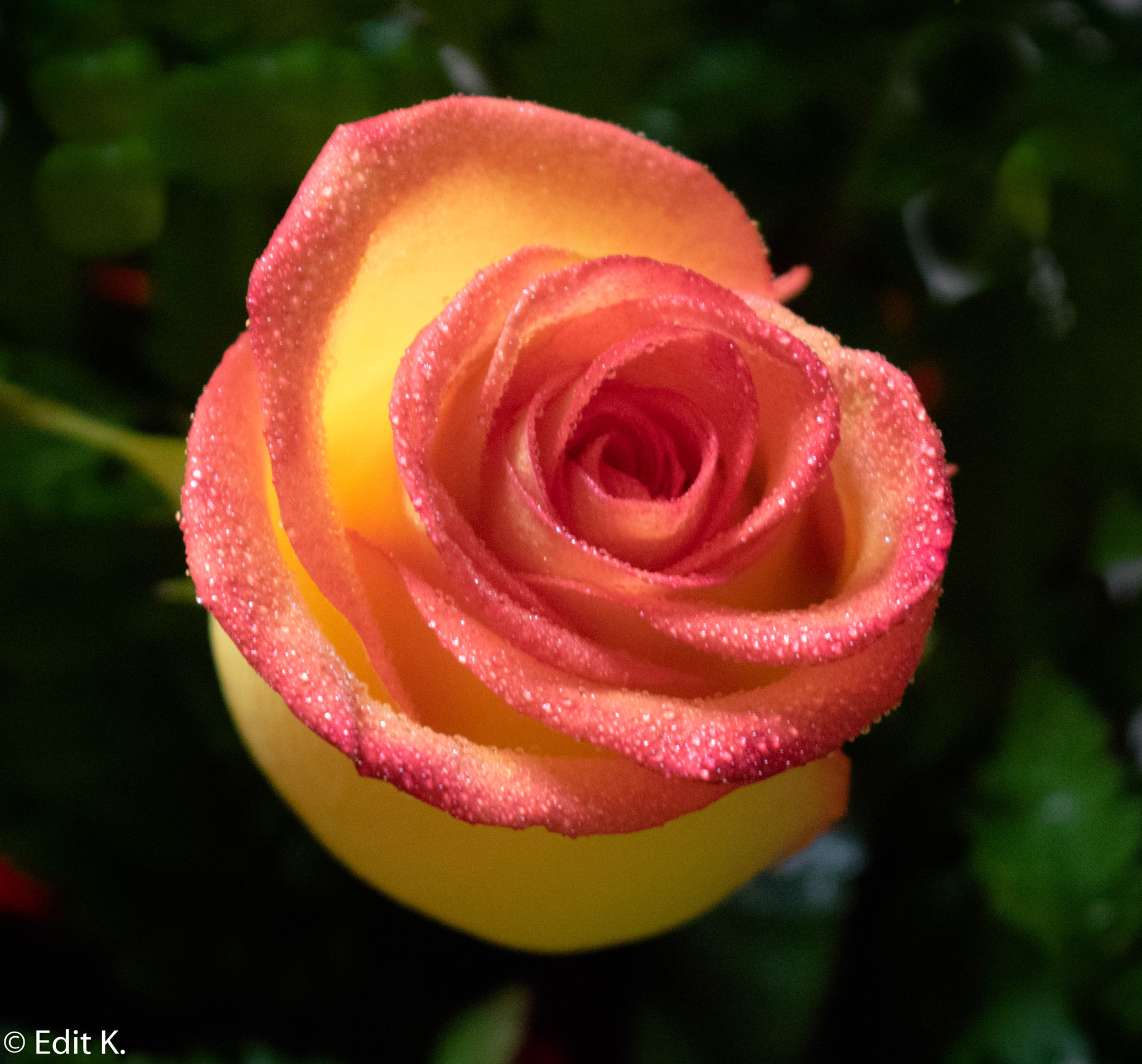 Nikon D3400 sample photo. A rose... photography