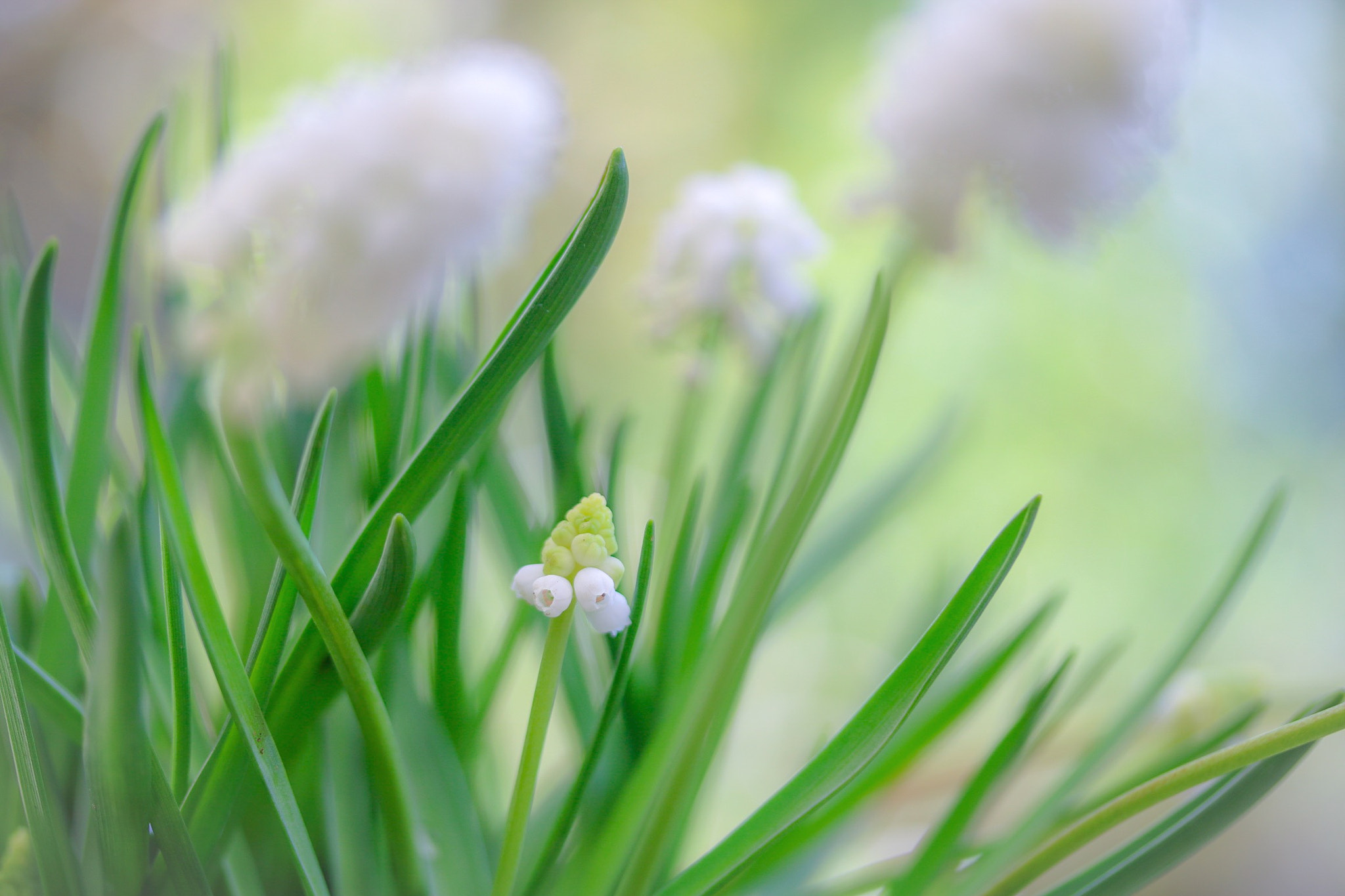 Canon EOS 760D (EOS Rebel T6s / EOS 8000D) + Canon EF-S 60mm F2.8 Macro USM sample photo. I am small but i am blooming photography