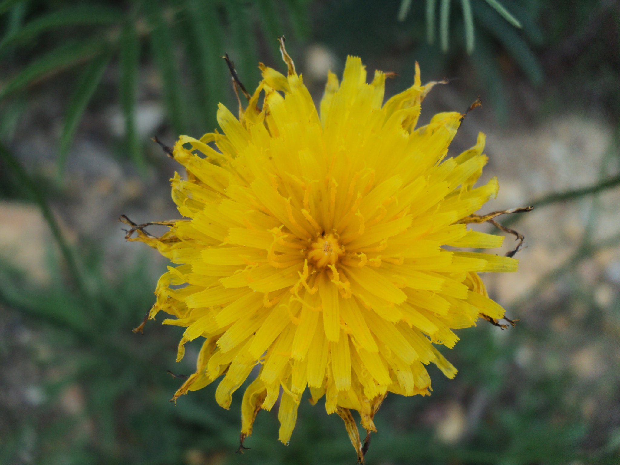 Sony DSC-S2000 sample photo. Yellow flower photography