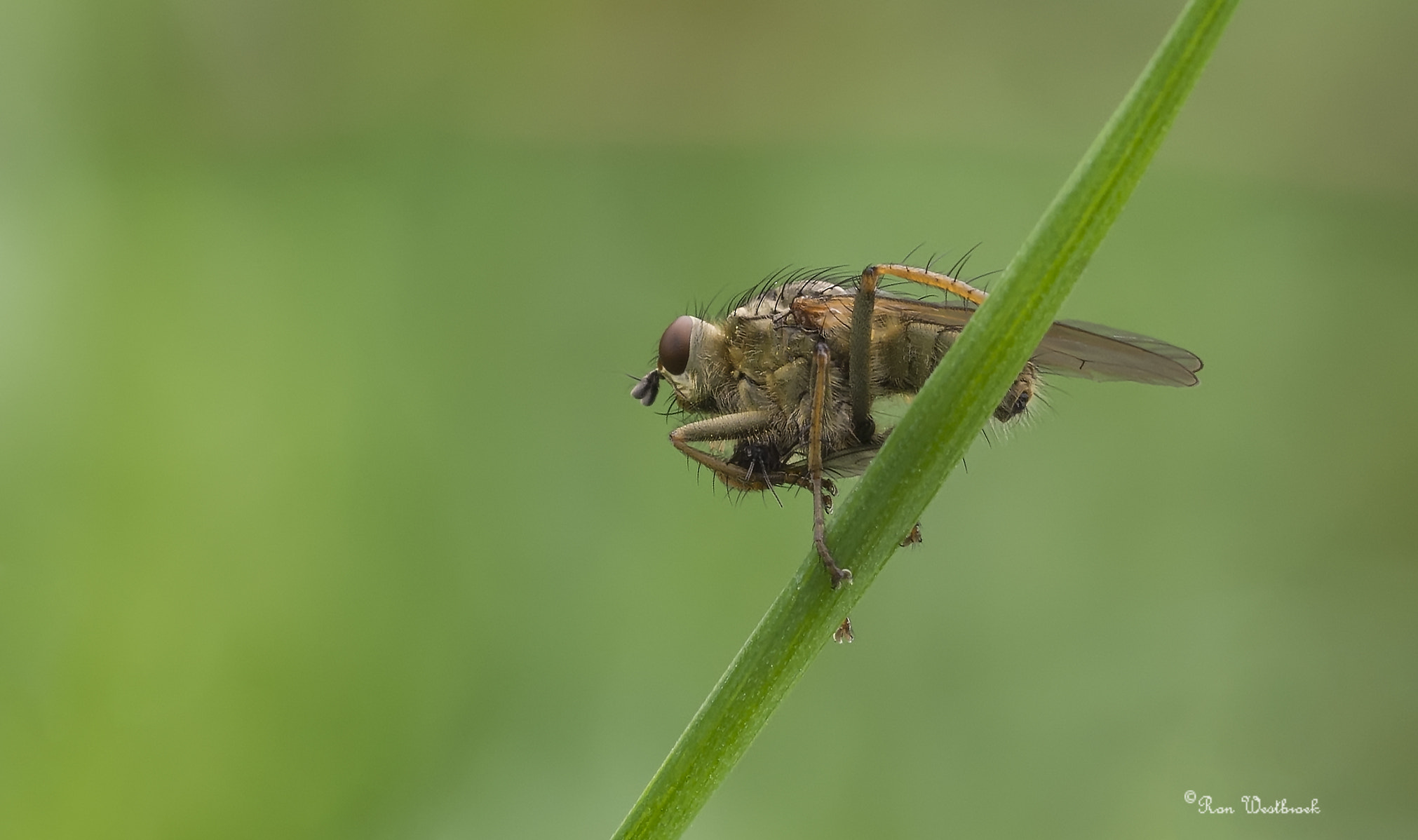Olympus OM-D E-M10 II sample photo. Dung fly photography