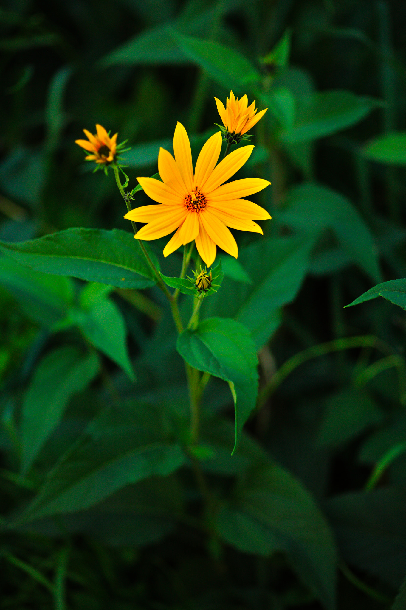 Sigma 105mm F2.8 EX DG Macro sample photo. Img_3421.jpg photography