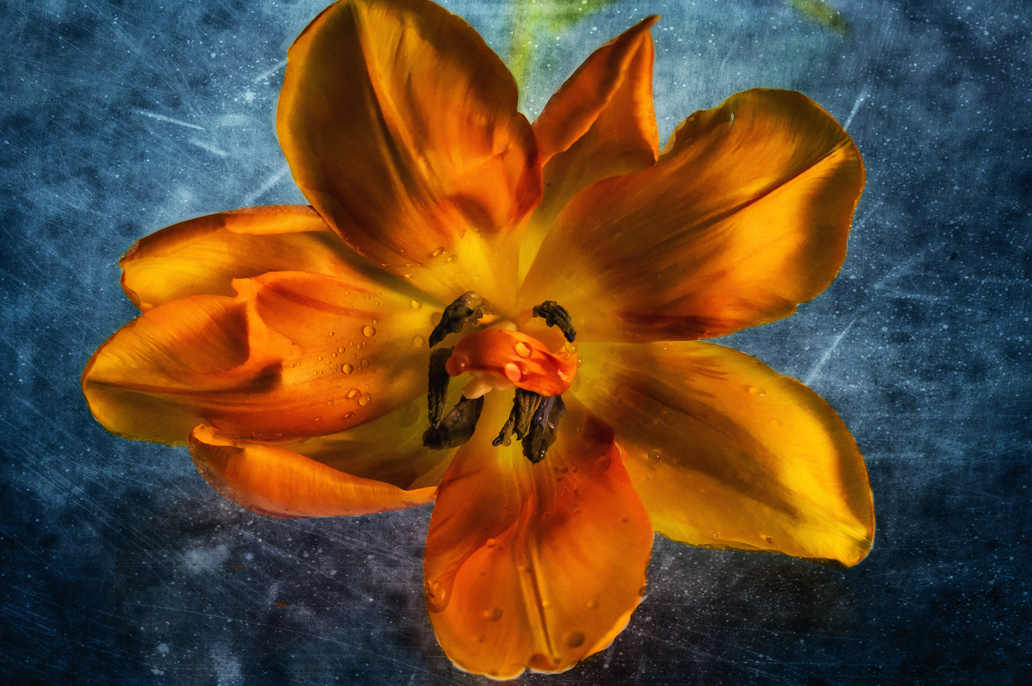 Nikon AF-S DX Micro Nikkor 40mm F2.8 sample photo. Orange tulip photography
