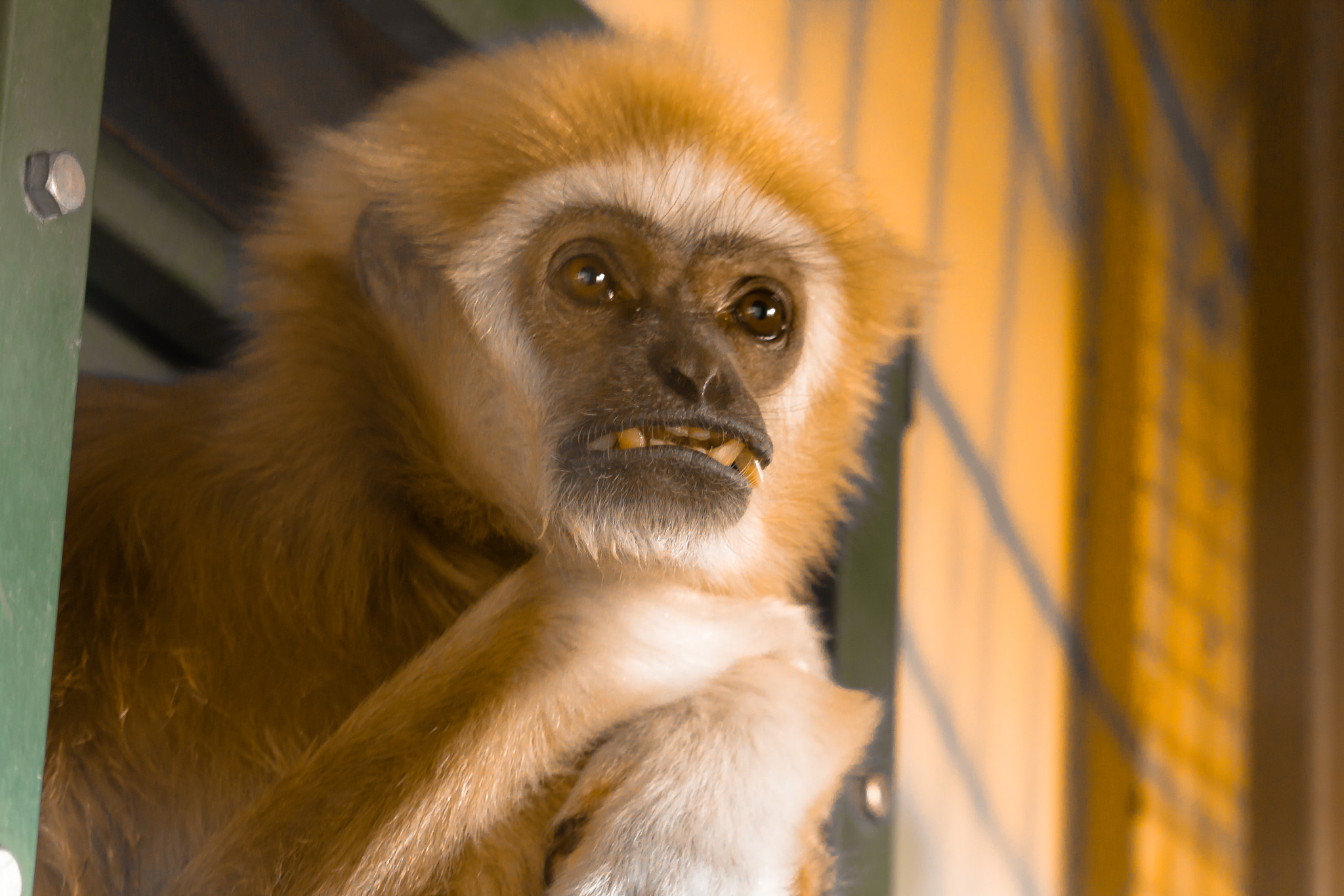 Canon EF-S 55-250mm F4-5.6 IS STM sample photo. Running for jungle council photography