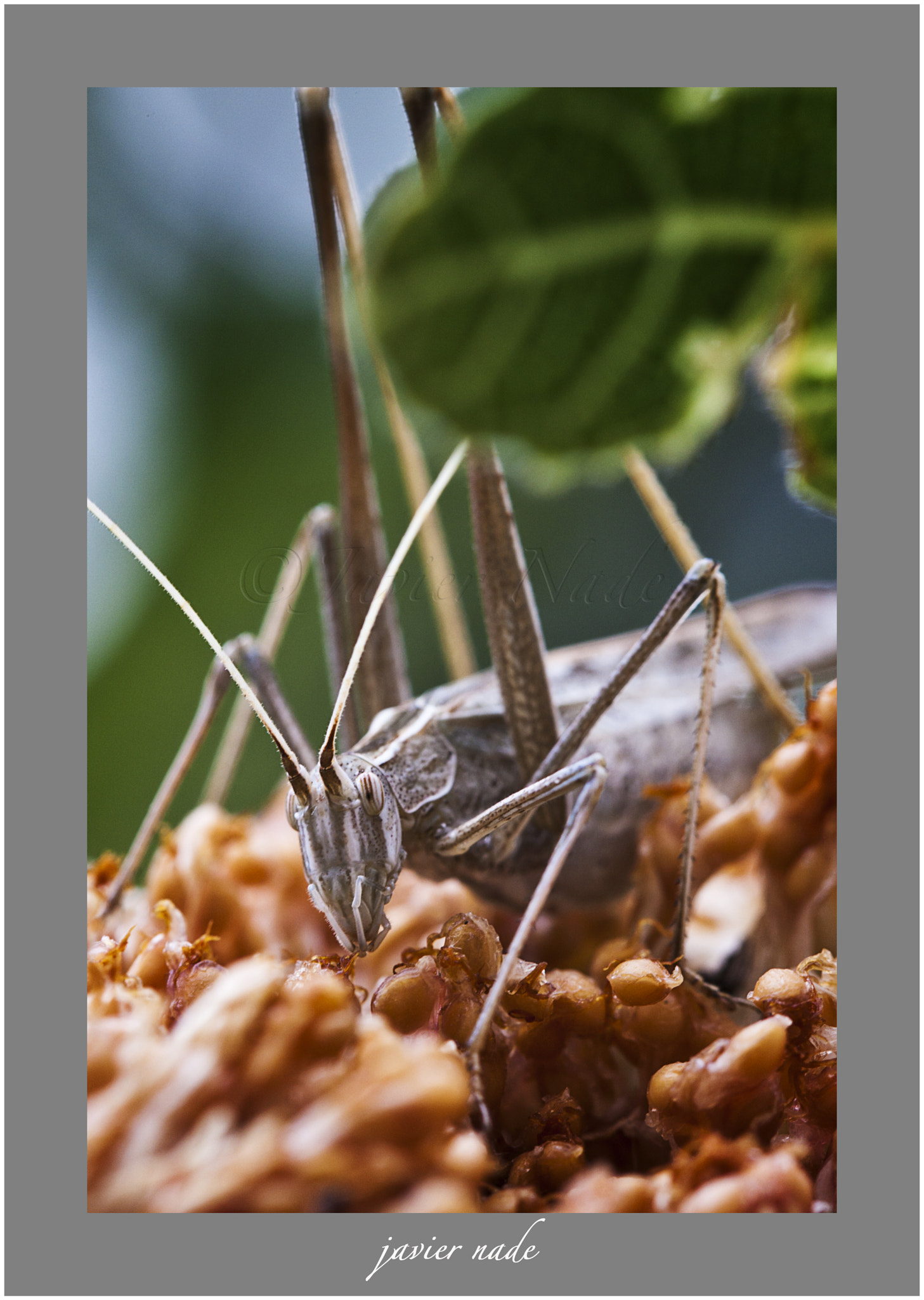 Canon EOS-1D Mark III sample photo. Saltamontes photography