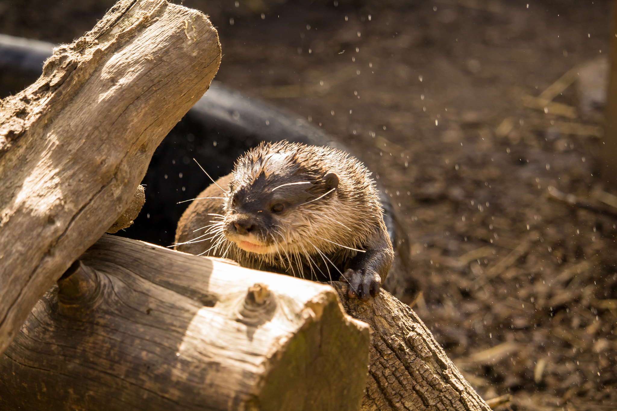 Canon EF-S 55-250mm F4-5.6 IS STM sample photo. Otter out photography