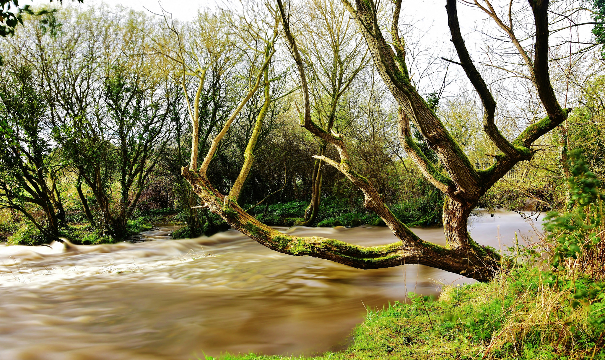 Nikon D5500 sample photo. The tree over the stream photography
