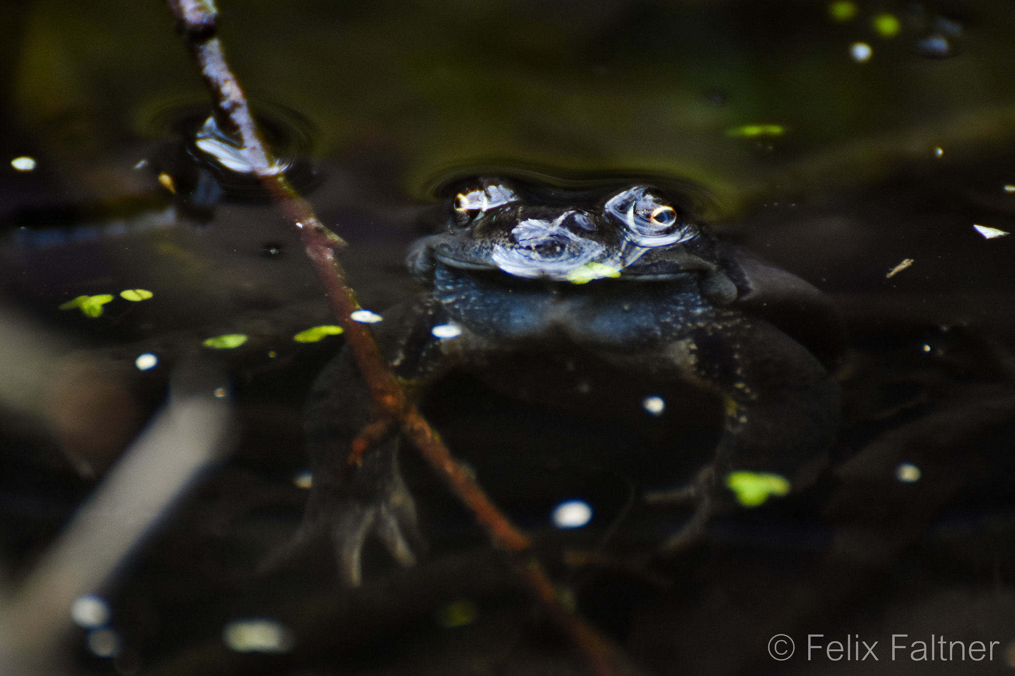 Nikon D7200 sample photo. Dark creature with fiery eyes photography