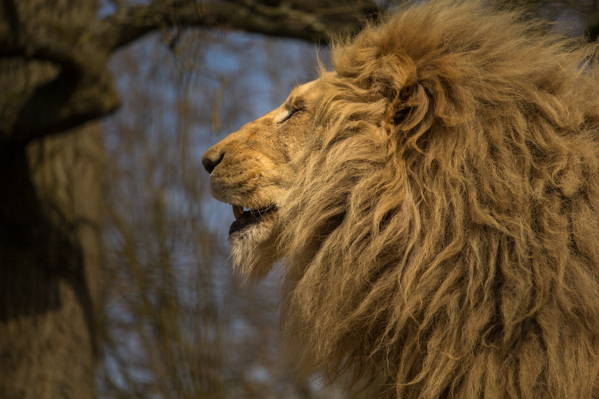 Canon EOS 1200D (EOS Rebel T5 / EOS Kiss X70 / EOS Hi) sample photo. King of jungle comedy photography
