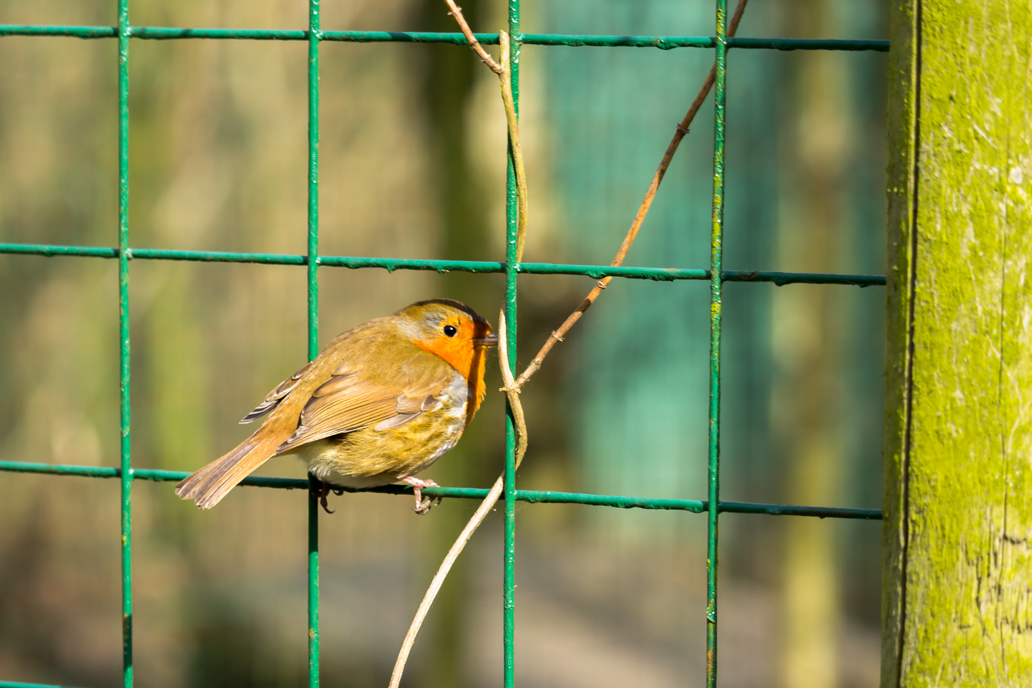 Canon EF-S 55-250mm F4-5.6 IS STM sample photo. Robin redbreast photography