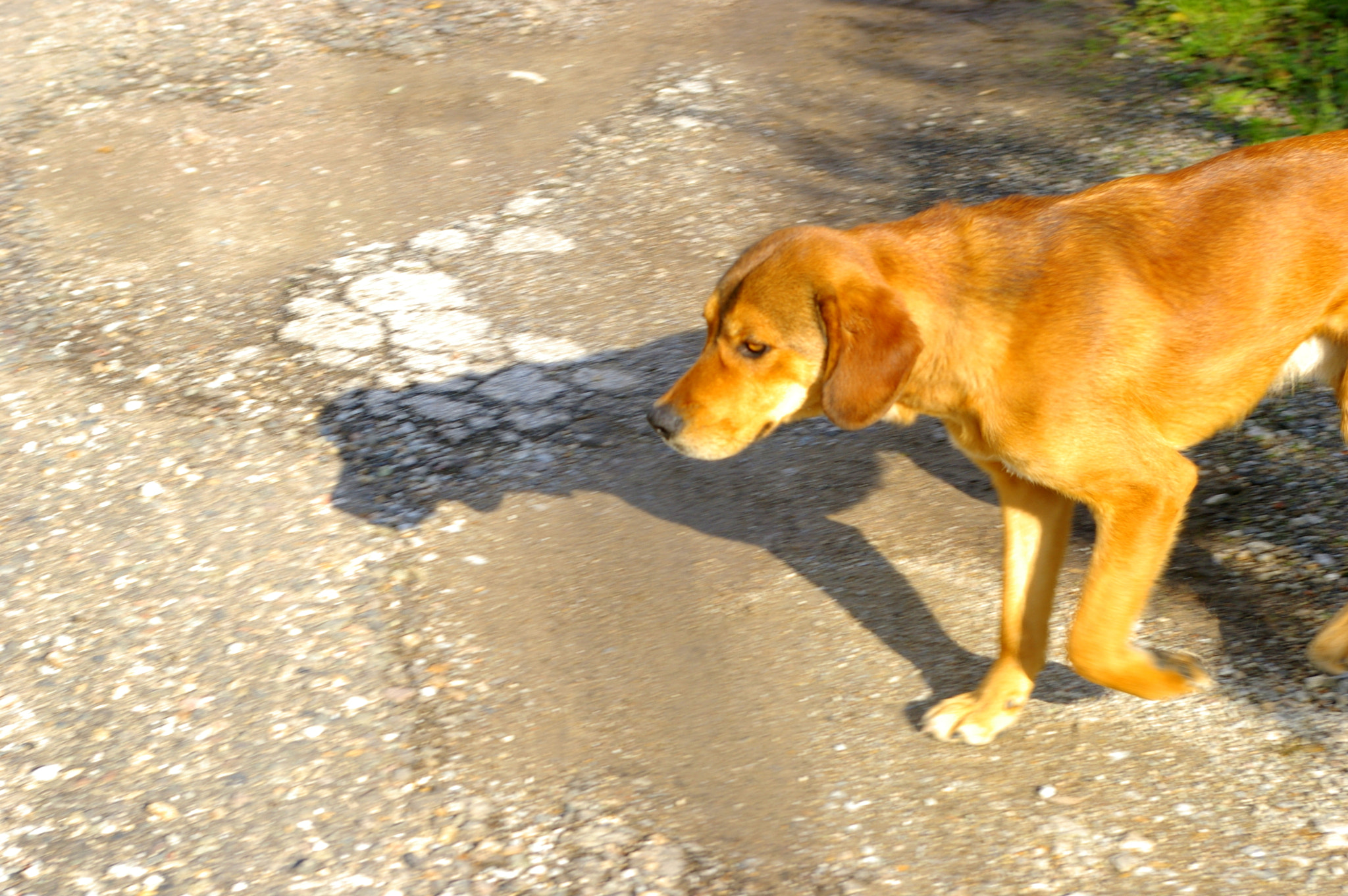 Pentax K100D Super + Pentax smc DA 18-55mm F3.5-5.6 AL sample photo. The dog photography