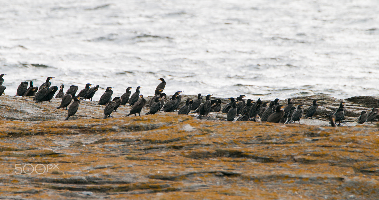 Tamron SP 150-600mm F5-6.3 Di VC USD sample photo. Comorants photography
