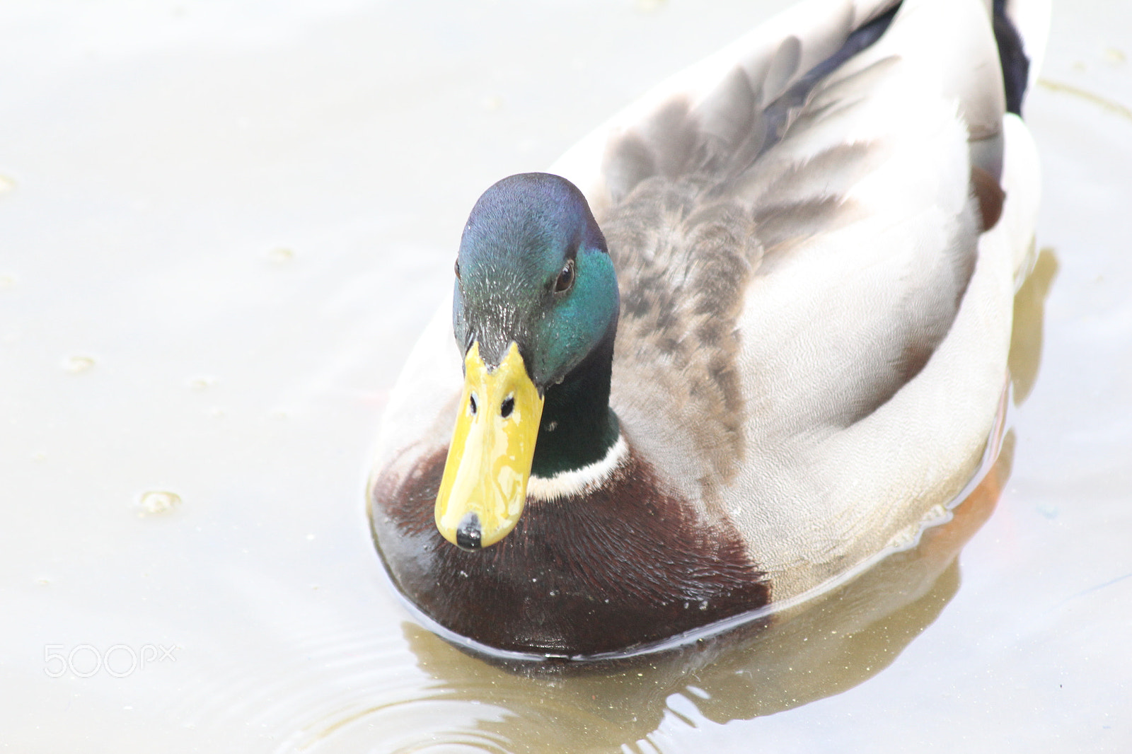 Canon EF 70-300mm F4-5.6 IS USM sample photo. Unhappy drake photography