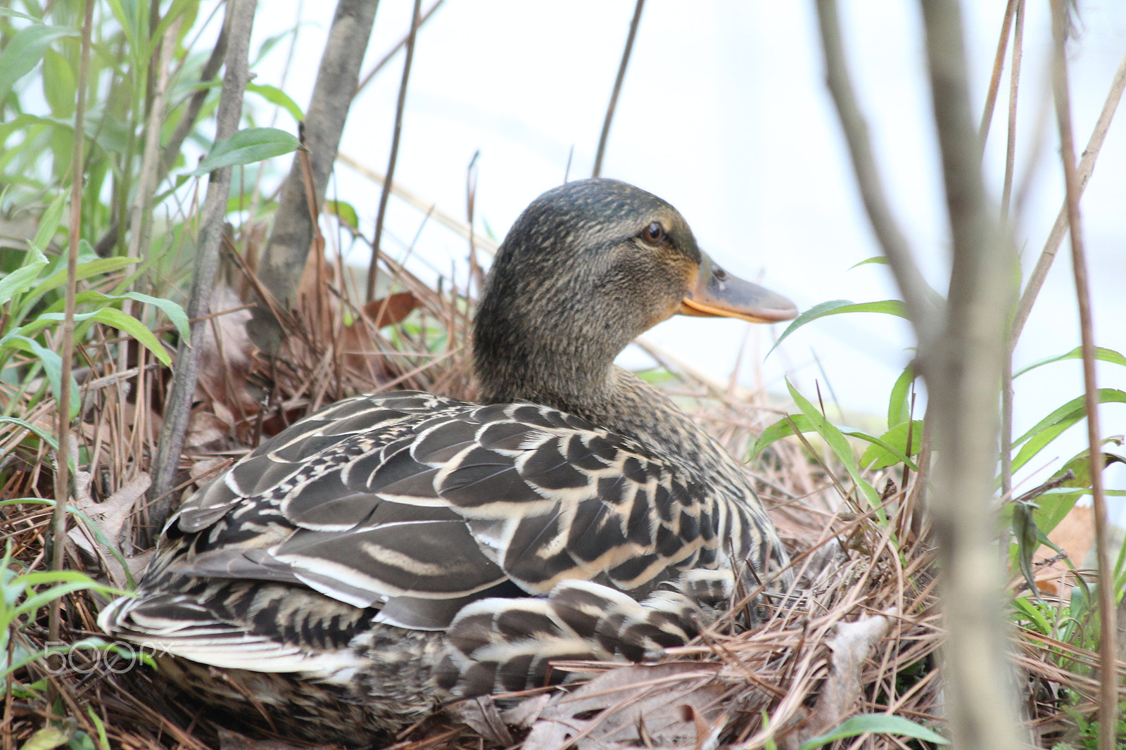 Canon EF 70-300mm F4-5.6 IS USM sample photo. Nested duck photography