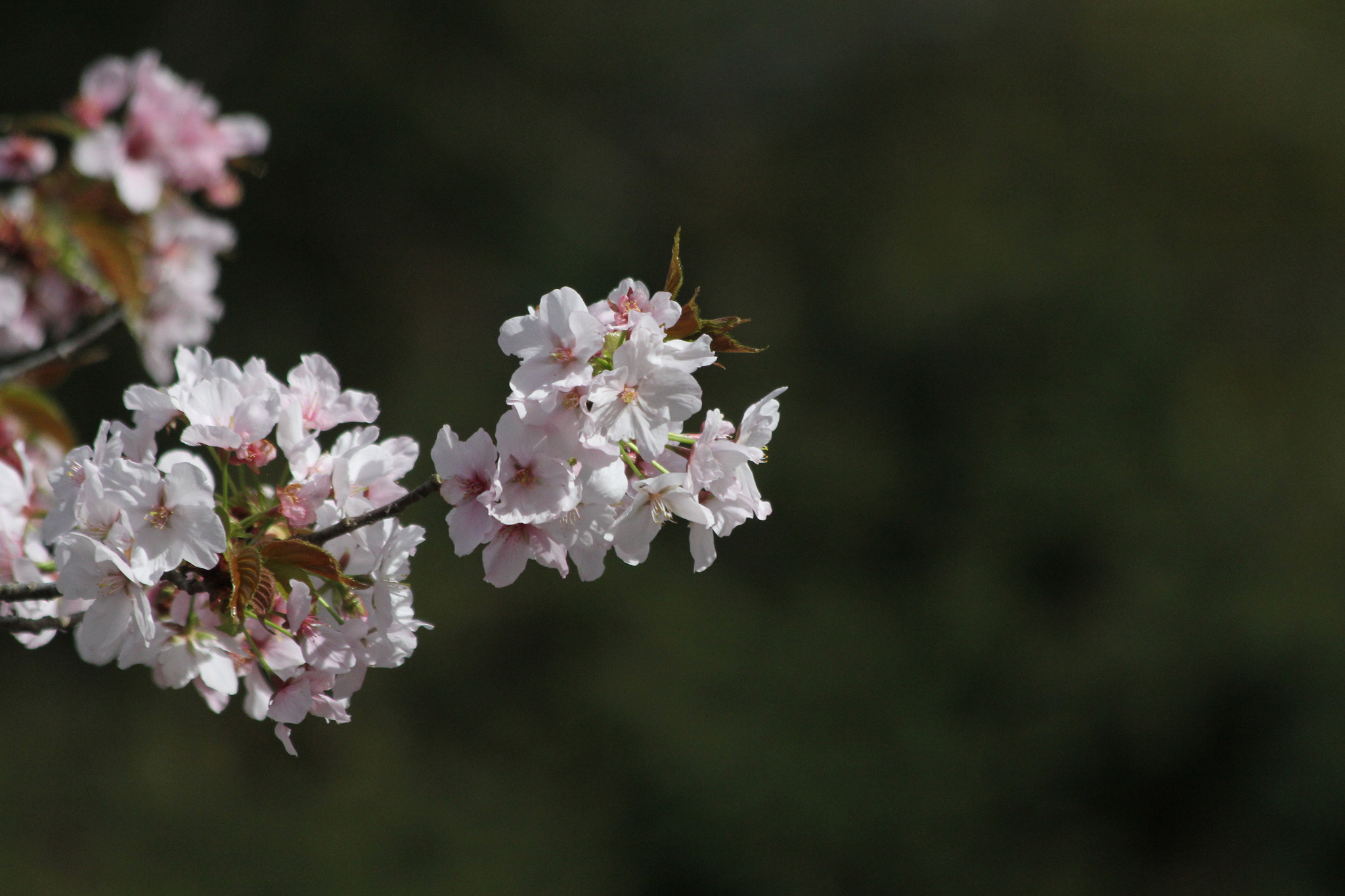 Canon EF 70-300mm F4-5.6 IS USM sample photo. Balance photography