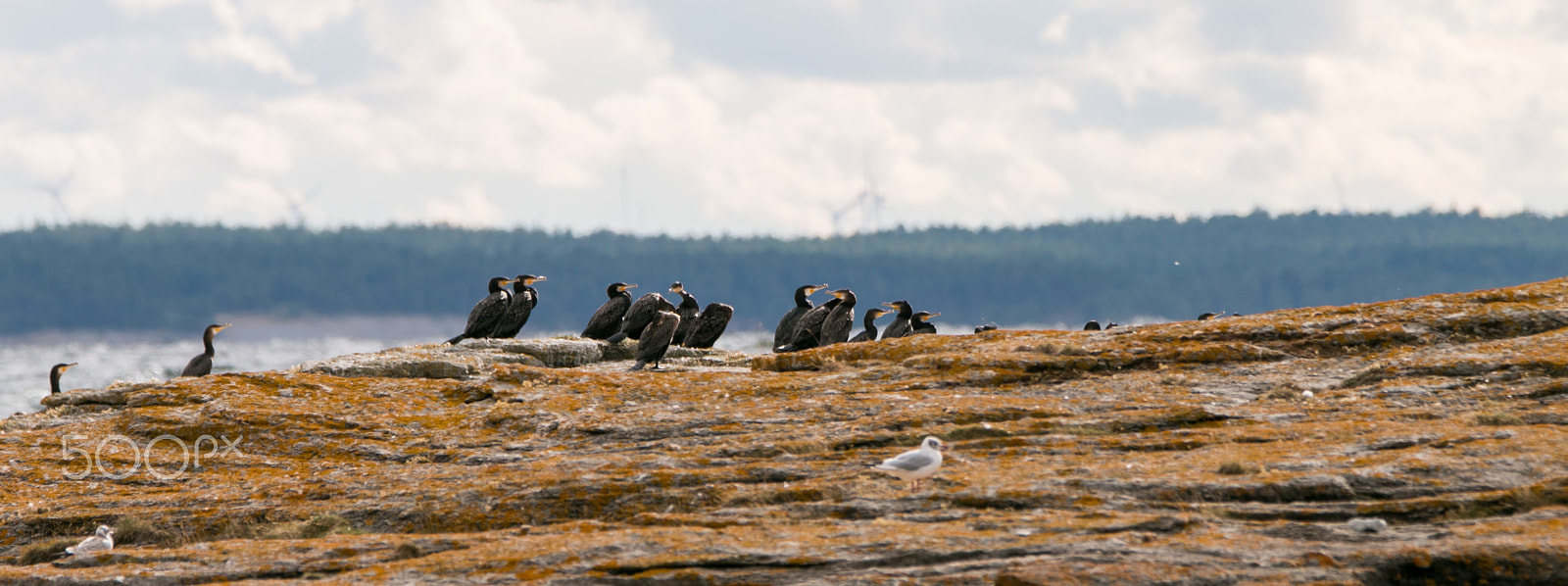Tamron SP 150-600mm F5-6.3 Di VC USD sample photo. Comorants photography
