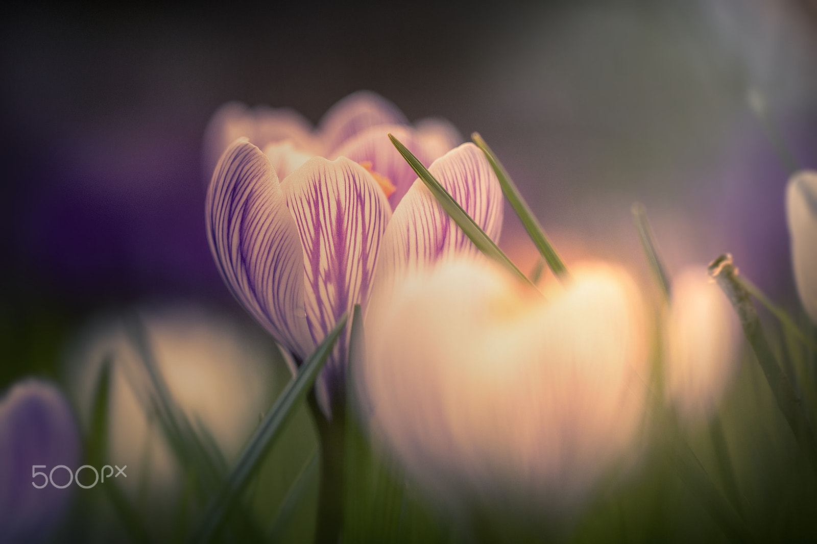 Canon EF 100mm F2.8L Macro IS USM sample photo. Spring flower photography