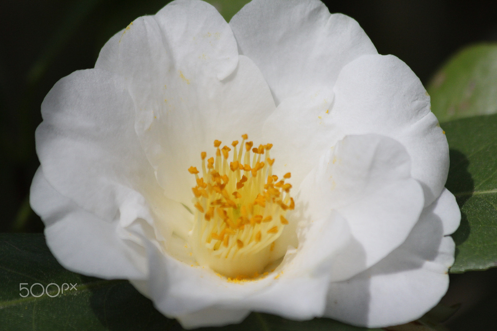 Canon EF 70-300mm F4-5.6 IS USM sample photo. A ray of spring photography