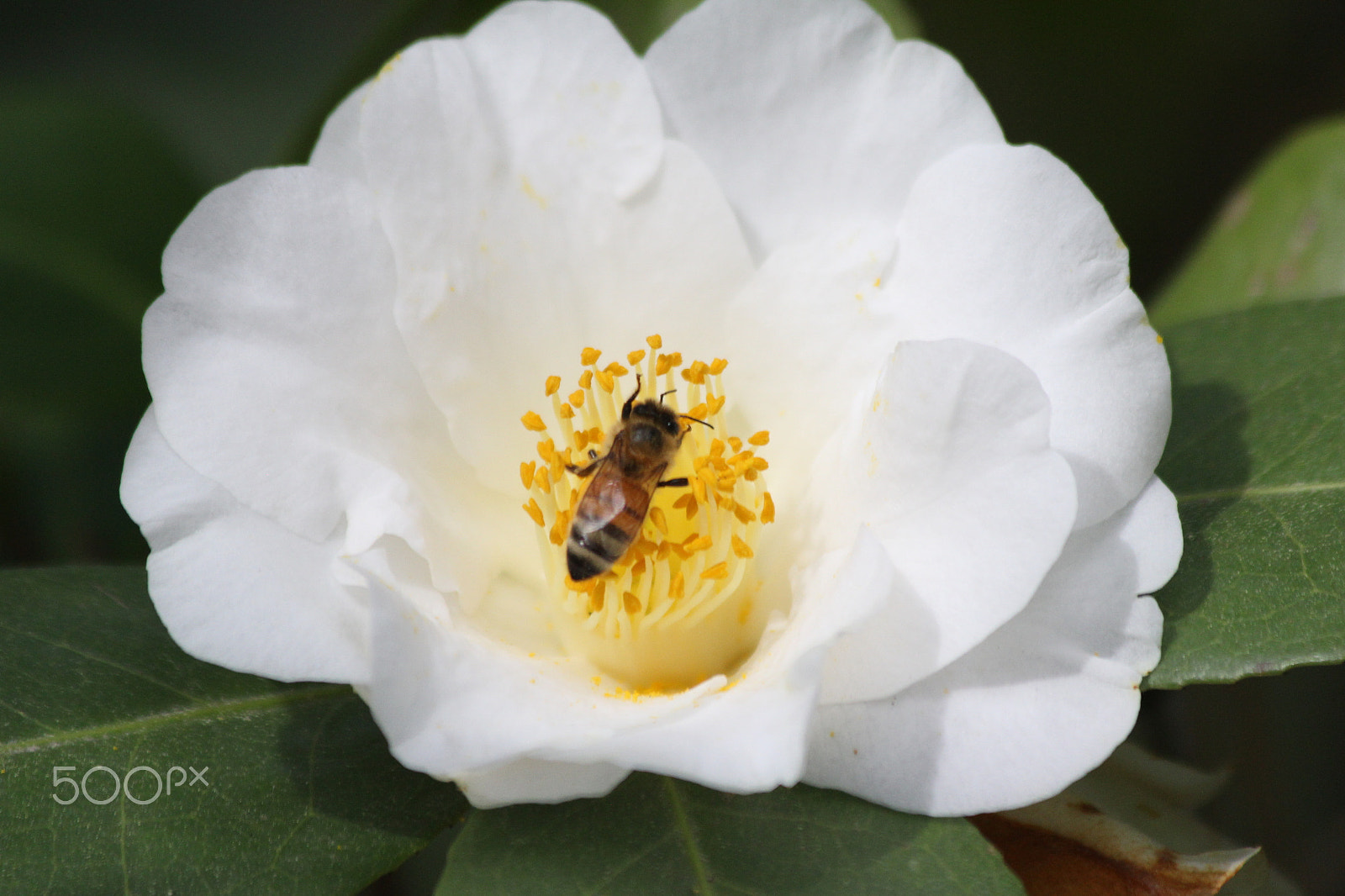 Canon EF 70-300mm F4-5.6 IS USM sample photo. The start photography