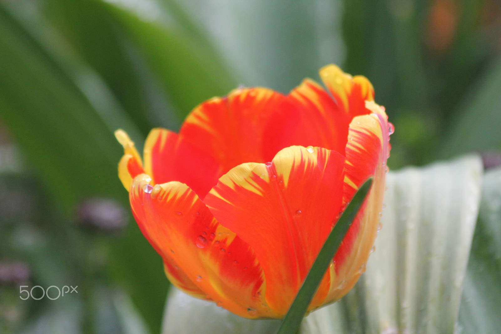 Canon EF 70-300mm F4-5.6 IS USM sample photo. Flame-tipped red photography