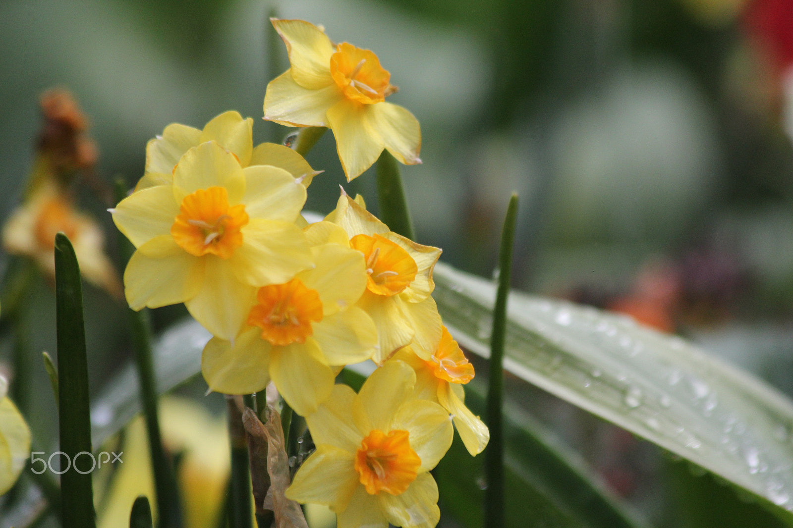 Canon EF 70-300mm F4-5.6 IS USM sample photo. Heralds of spring photography