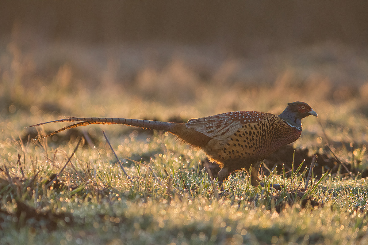 Nikon D500 sample photo. Pheasant (phasianus colchicus) photography