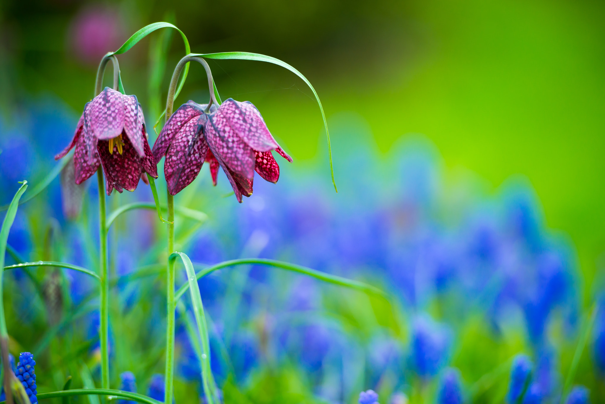 Nikon AF-S Nikkor 70-200mm F2.8G ED VR II sample photo. Snake bell flowers photography