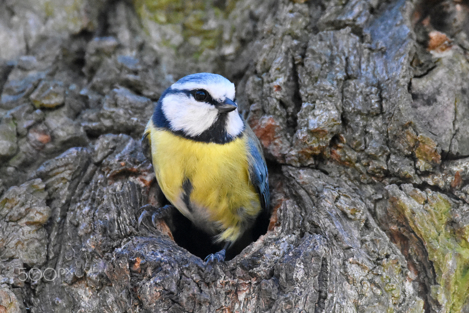 Nikon D7200 + Sigma 150-600mm F5-6.3 DG OS HSM | C sample photo. Eurasian blue tit photography