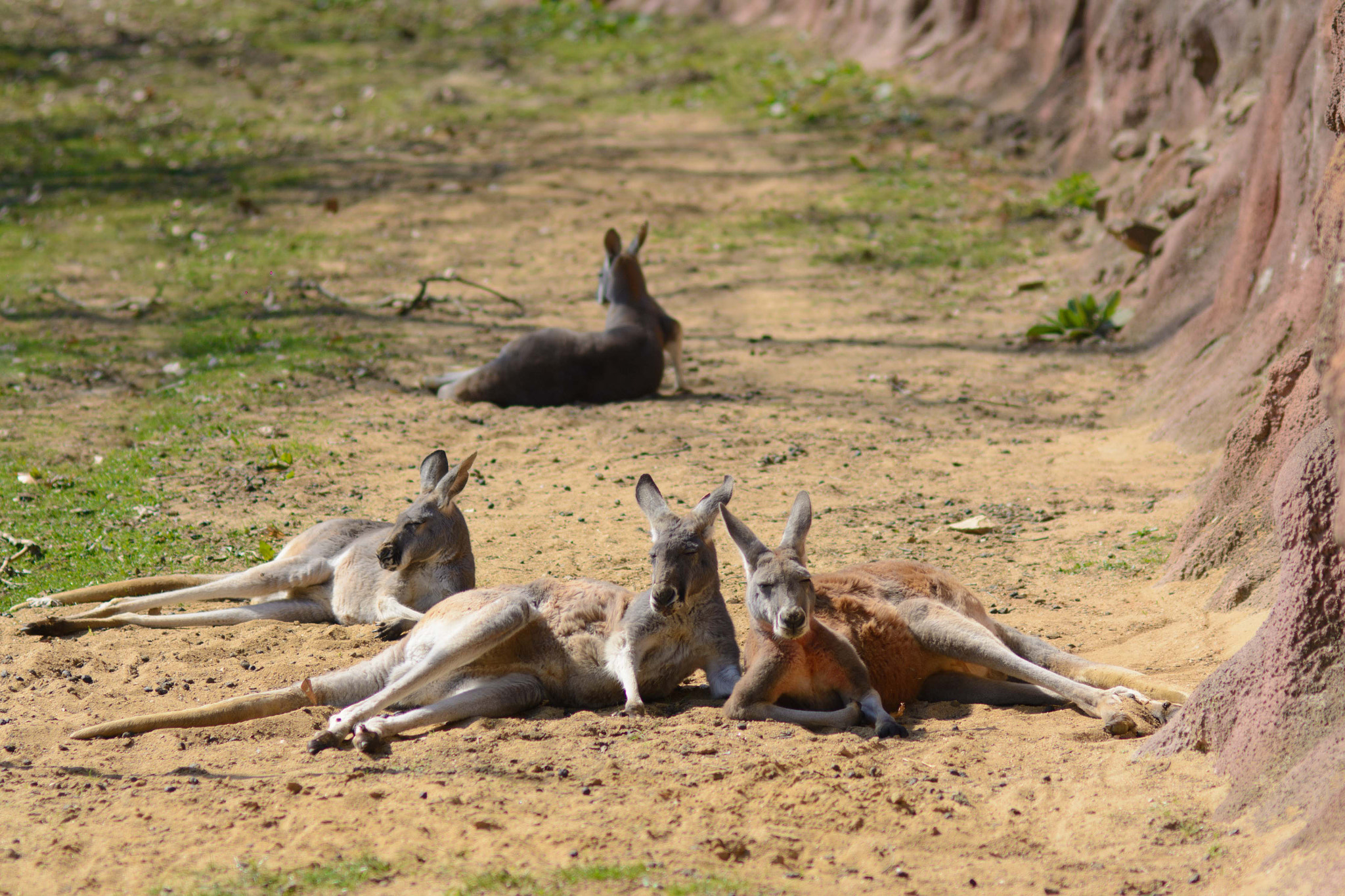 Nikon D7100 + AF Nikkor 85mm f/1.8 sample photo. Lazy kangaroos photography