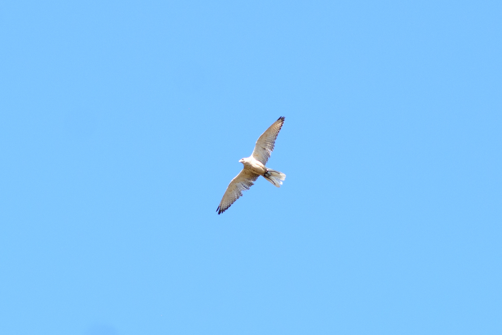 AF Nikkor 85mm f/1.8 sample photo. High in the sky photography