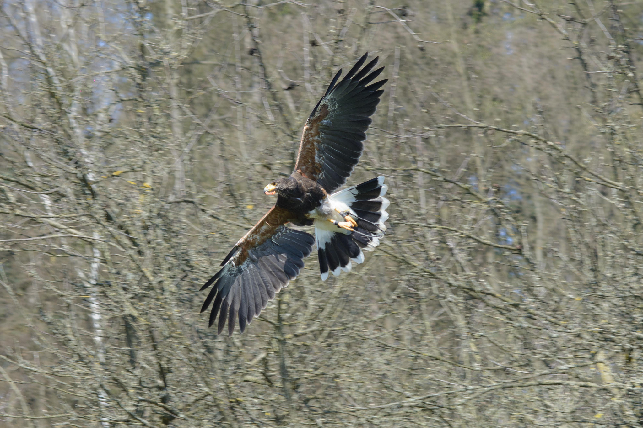 AF Nikkor 85mm f/1.8 sample photo. Bird in flight photography