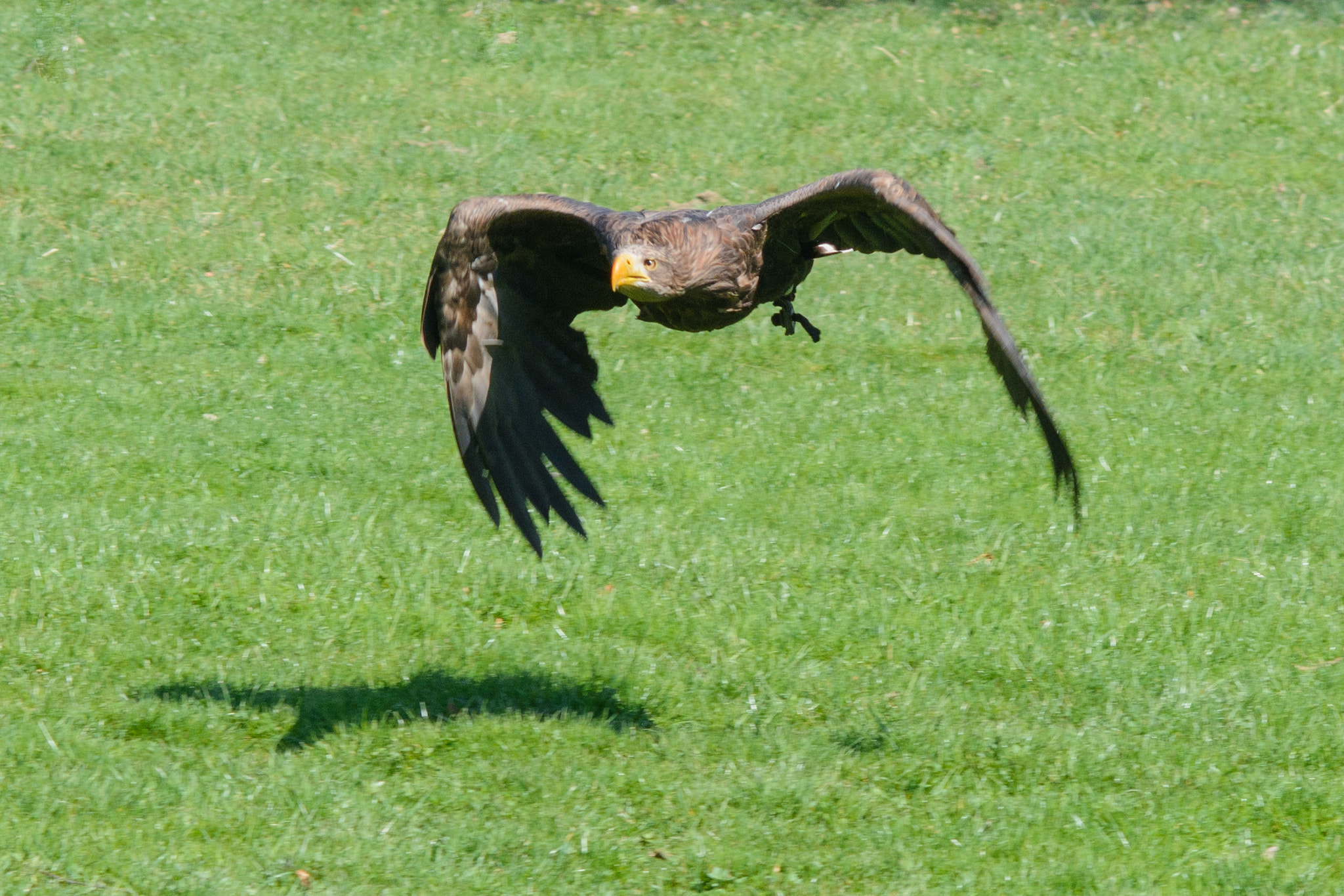 AF Nikkor 85mm f/1.8 sample photo. Sea eagle in flight #1 photography