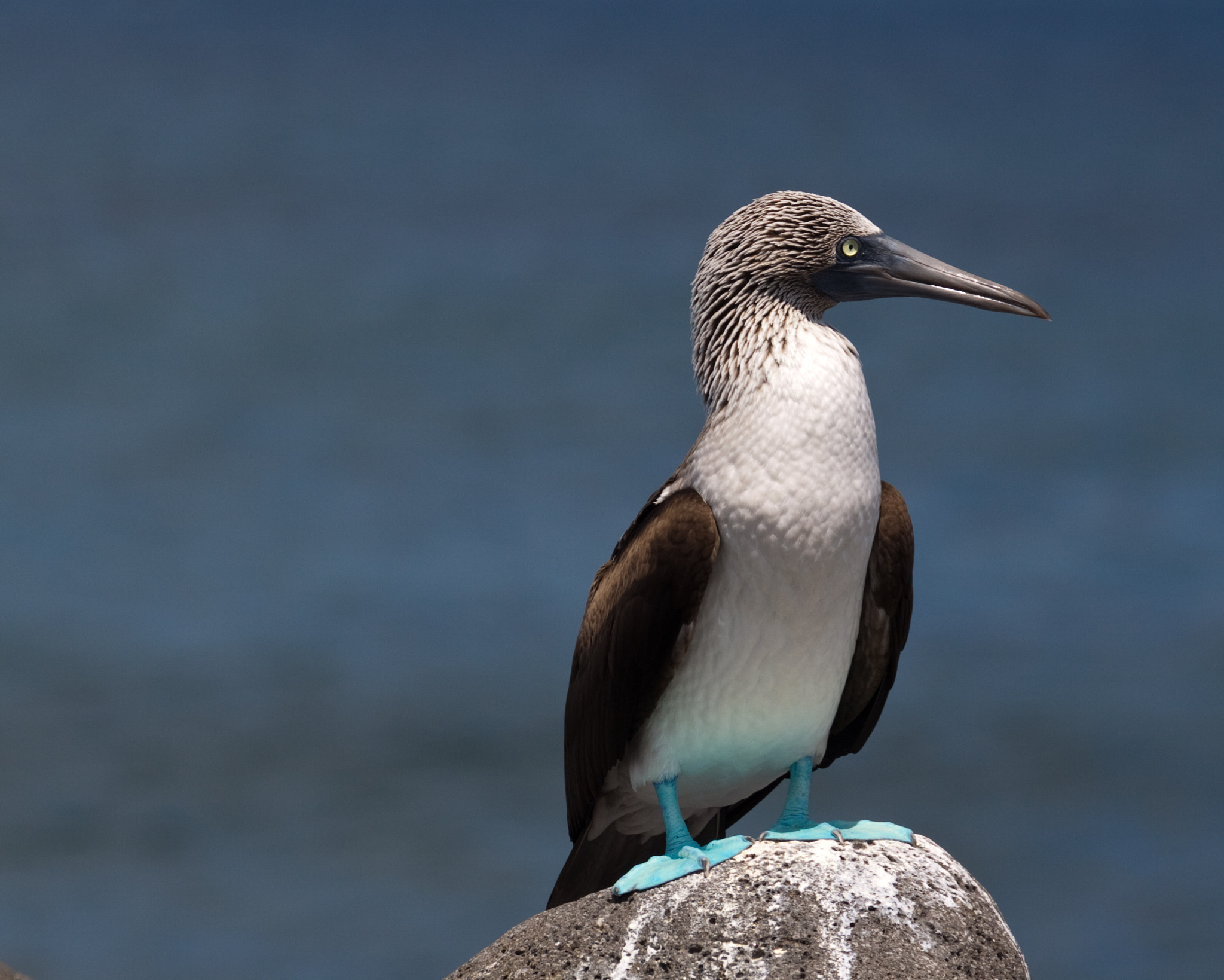 Canon EOS 50D + Canon EF 70-300mm F4-5.6L IS USM sample photo. Blue footed booby photography