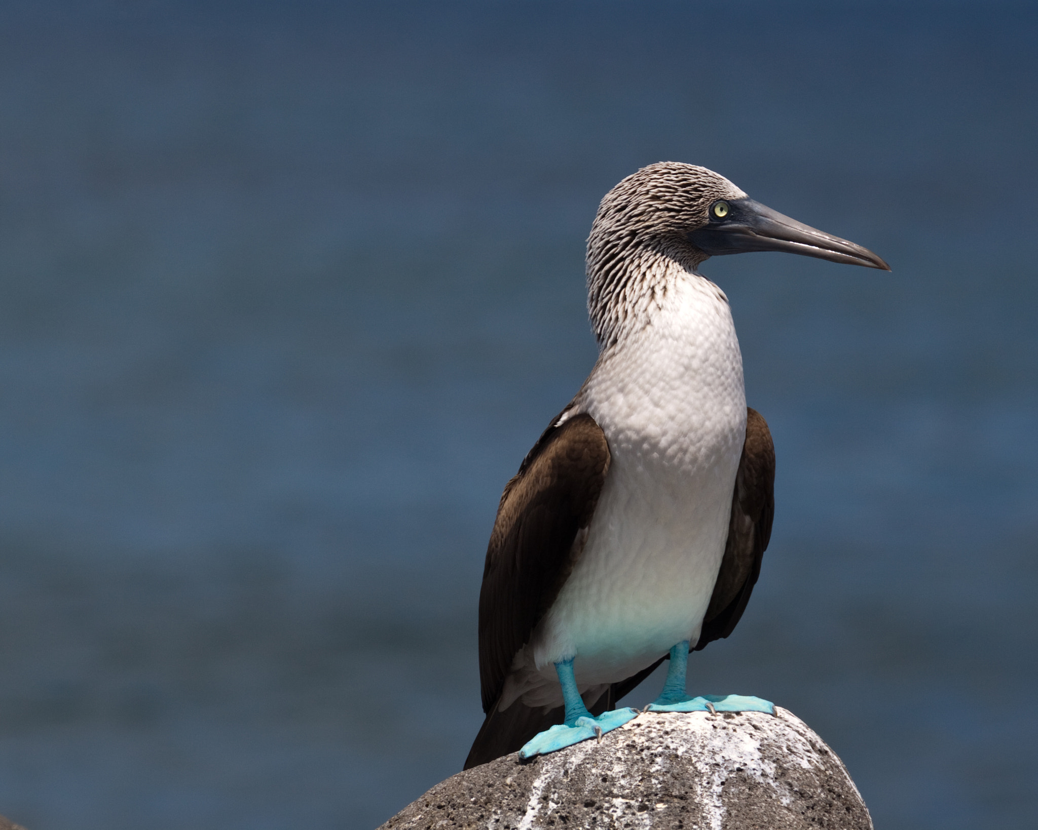 Canon EF 70-300mm F4-5.6L IS USM sample photo. Blue footed booby photography