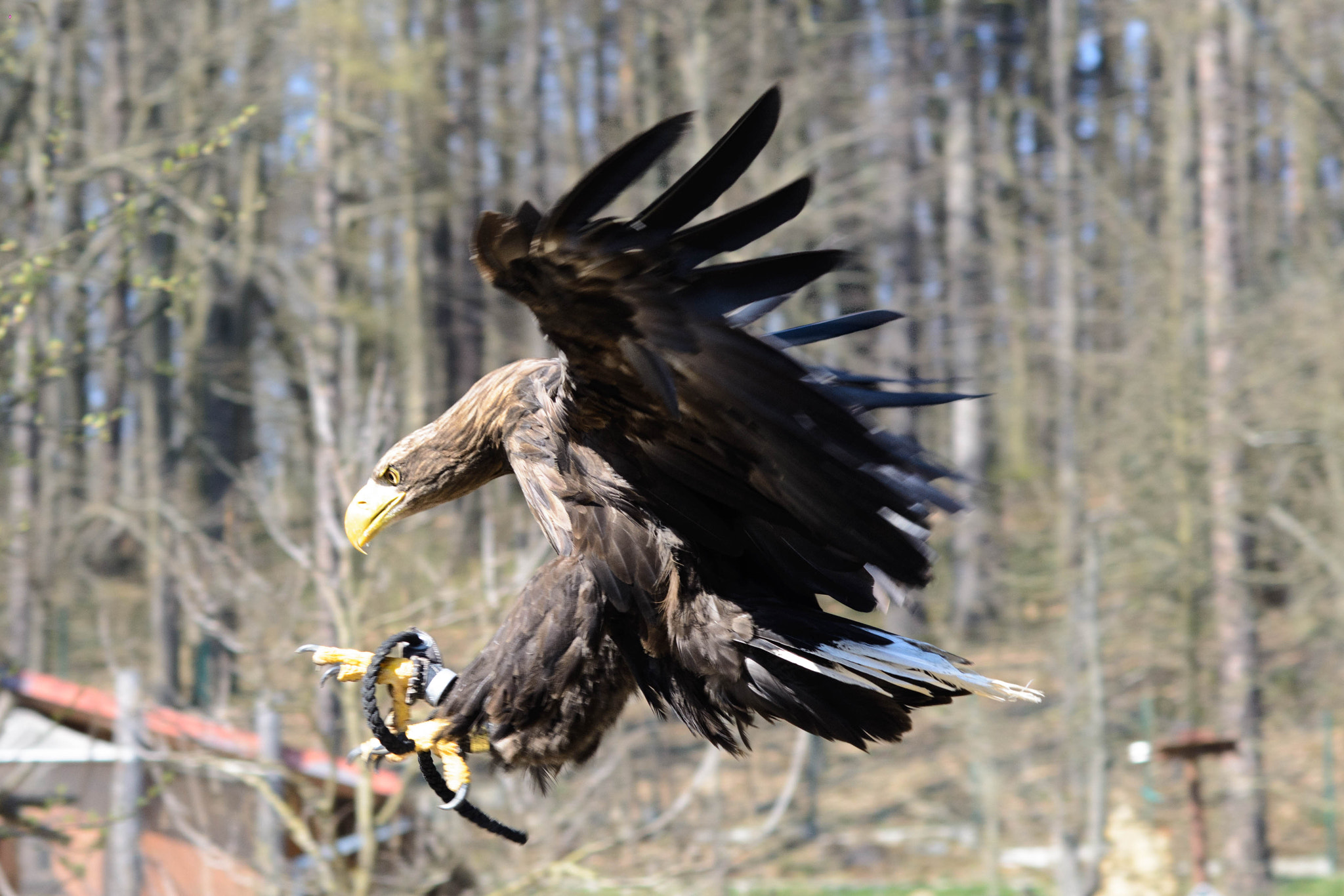 AF Nikkor 85mm f/1.8 sample photo. Sea eagle in flight #2 photography