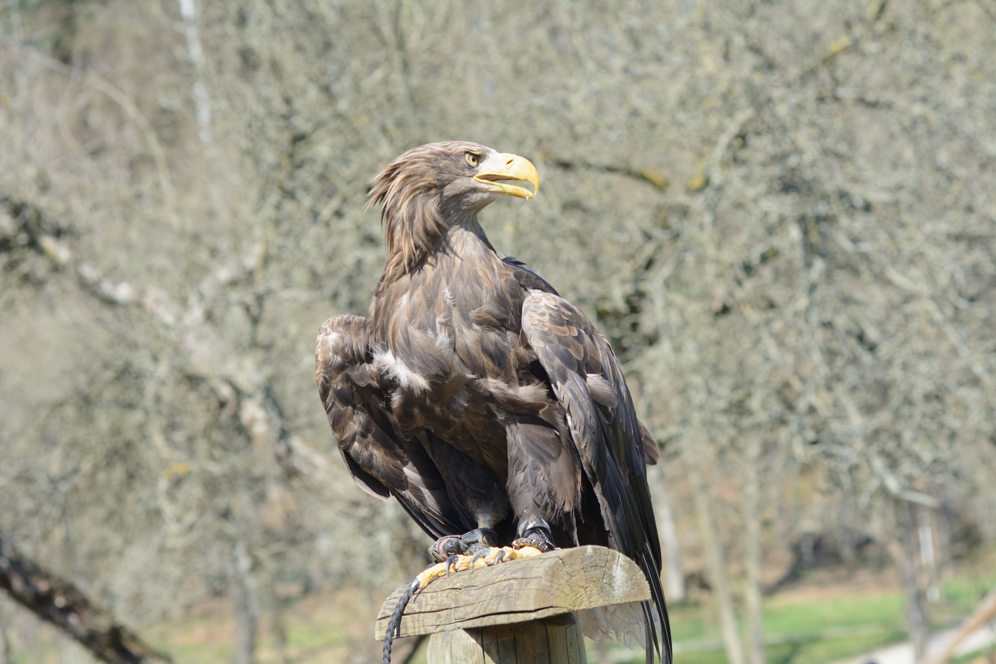 AF Nikkor 85mm f/1.8 sample photo. Watch it - eagle! photography