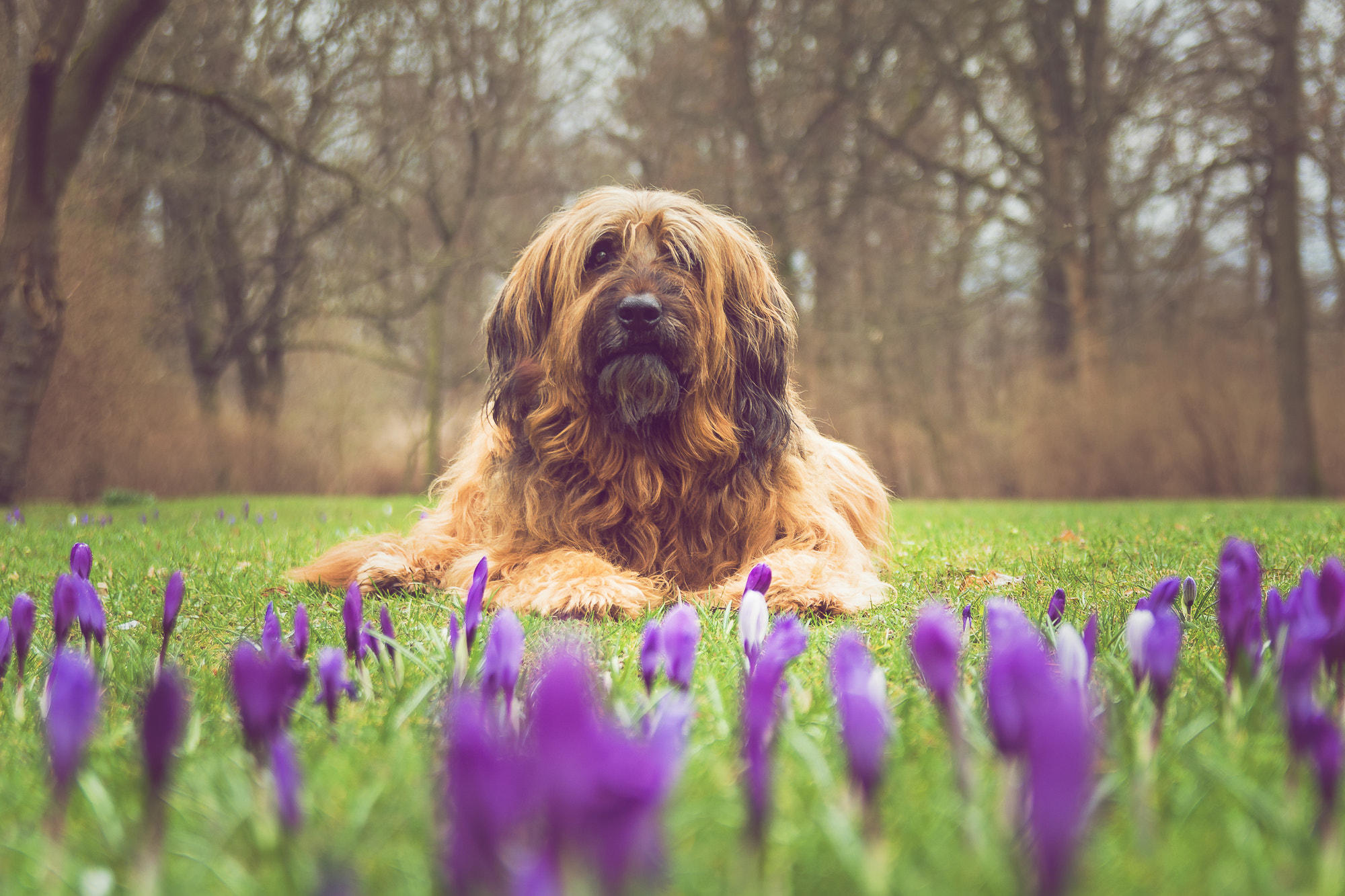 Sigma 17-50mm F2.8 EX DC OS HSM sample photo. Frühlingshund - diego photography